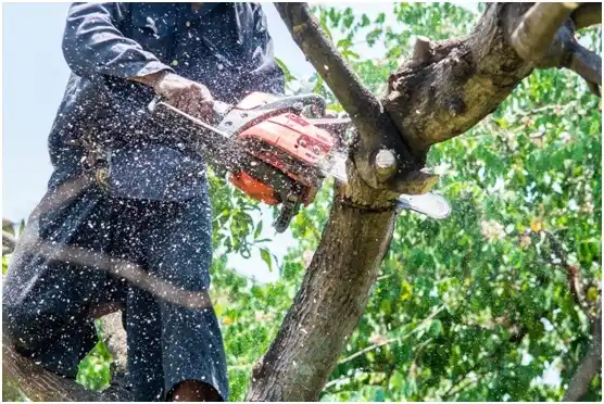 tree services Comanche